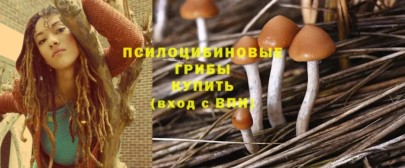 где продают   Зеленогорск  гидра ссылки  Галлюциногенные грибы Psilocybe 